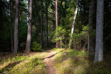 Obraz premium Sun-Dappled Path Winding Uphill Past a Copper-Barked Pine in a Swedish Forest