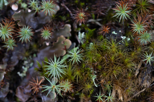 Macro view of polytrichum commune star moss and lichen on damp forest ground in spring with polytrichum