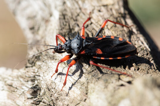Macro shot of a red and black assassin bug perched on rough textured tree bark in sunlight