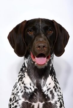 German Shorthair Pointer Portrait Closeup On White Studio Backdrop