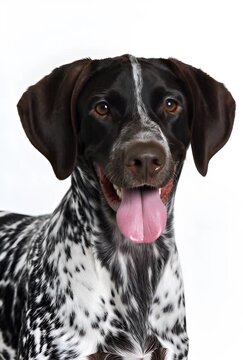 German Shorthair Pointer Portrait Closeup On White Studio Backdrop
