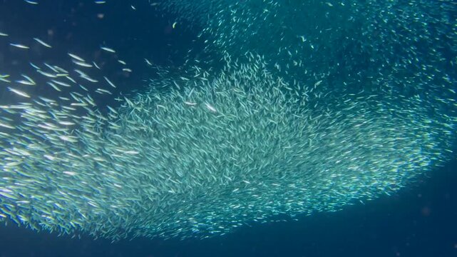 A school of sardines forms a ball to hide from the shark. A flock herd  of millions of fish swirls around the camera and corals. Seascape with a baitball of sardine fish in the Caribbean Sea