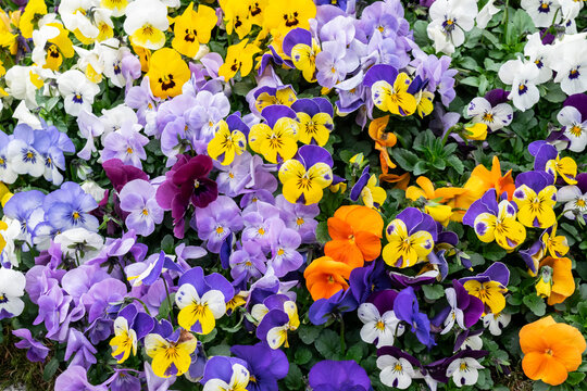Floral background with many colorful pansies, selective focus