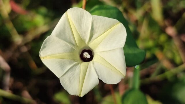 Ipomoea obscura blooming naturally with delicate pale yellow flowers, showcasing the beauty of a tropical climbing vine.
