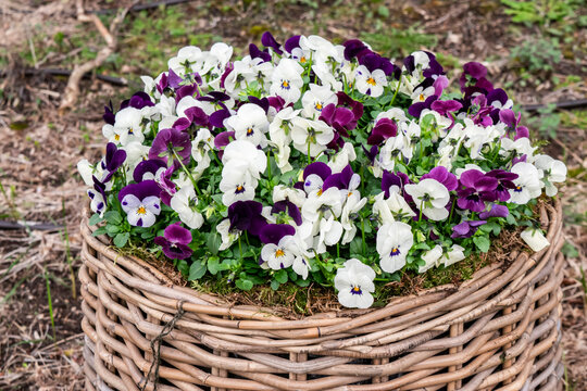 Pansies in a wicker basket in a spring garden, selective focus