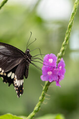 Naklejka premium Common Mormon Butterfly Feeding on Purple Flowers, Macro Nature Photo