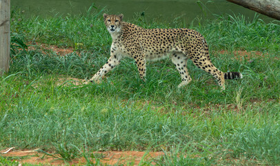 Cheetah Walking Through Green Grassland © Manu
