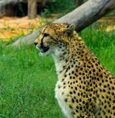 Cheetah Profile Portrait with Open Mouth © Manu