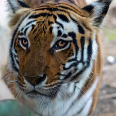 Obraz premium Extreme Close-Up of Tiger Face with Piercing Eyes