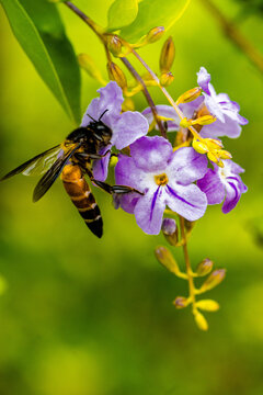 Honeybee Pollinating Purple Duranta Flowers, Macro Nature Photo