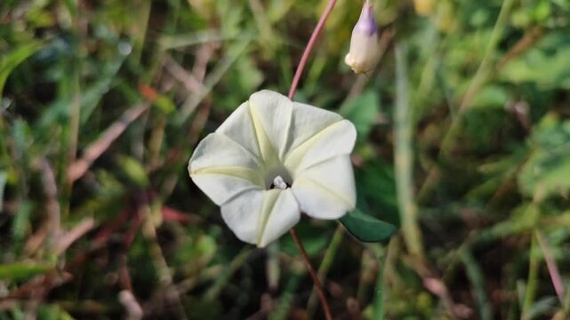 Ipomoea obscura blooming naturally with delicate pale yellow flowers, showcasing the beauty of a tropical climbing vine.