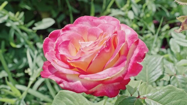 Flowering nature closeup. Macro flowering rose plant. Pink exotic flower. Natural flower rose. Flora nature. Bright blooming flower in nature. Rose flower