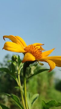 Tithonia diversifolia blooming with bright yellow flowers, showcasing the beauty of a tropical wild flowering plant in natural surroundings.