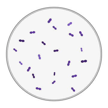 Gram Positive Diplococci Bacteria Pairs Microscopic View Illustration