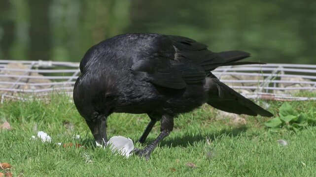 Carrion Crow (Corvus corone) eating and egg on the lawn in a park. July, Kent, UK [Half speed]