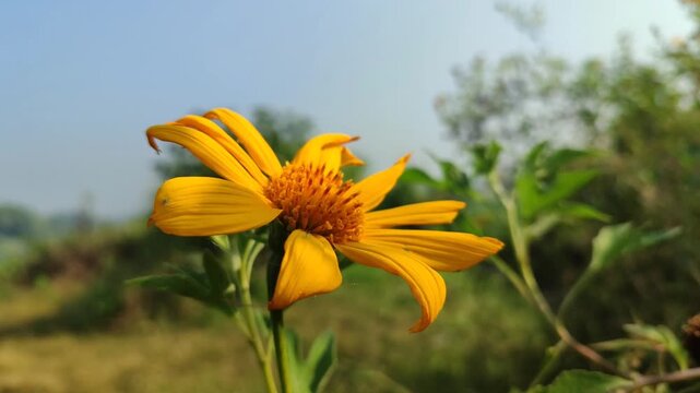 Tithonia diversifolia blooming with bright yellow flowers, showcasing the beauty of a tropical wild flowering plant in natural surroundings.
