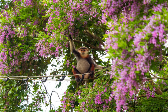 Red-shanked douc langur