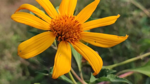 Tithonia diversifolia blooming with bright yellow flowers, showcasing the beauty of a tropical wild flowering plant in natural surroundings.