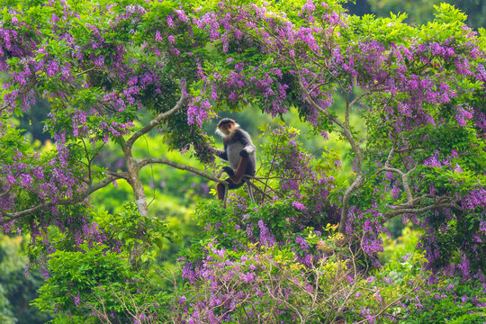 Red-shanked douc langur