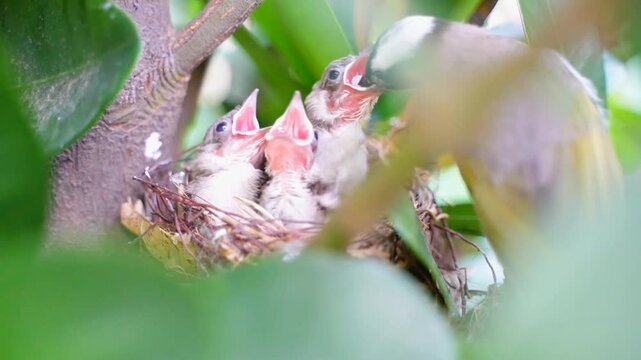 Hungry baby birds opening their wide red mouths in a nest waiting for their mother to feed them. Beautiful parental care and wildlife nesting concept.