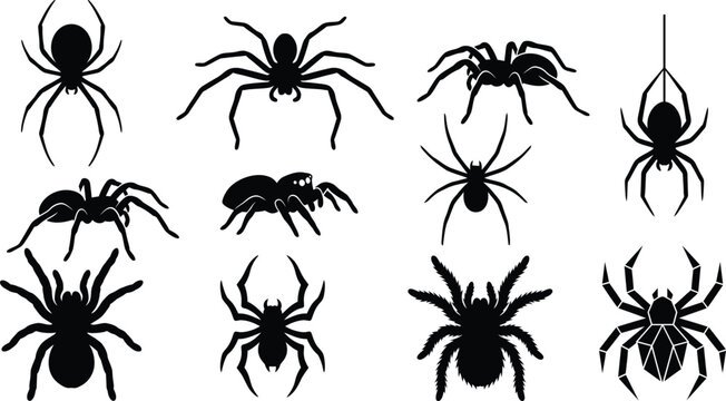 Spider Silhouette Icon Collection Halloween Arachnid  Set