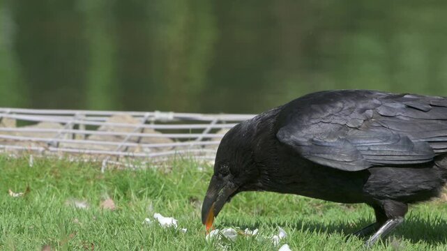 Carrion Crow (Corvus corone) eating and egg on the lawn in a park. July, Kent, UK [Slow motion x4]