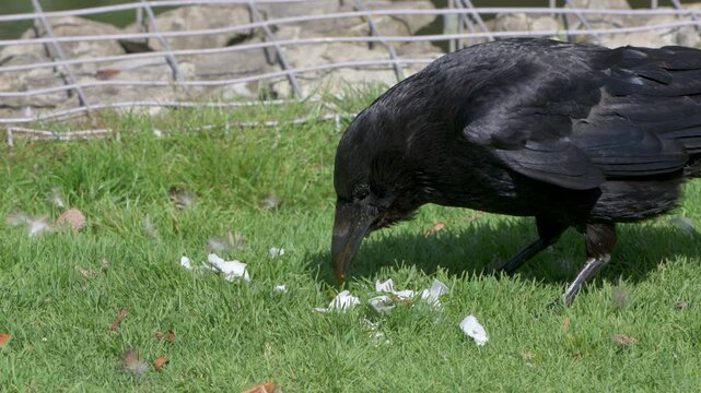 Carrion Crow (Corvus corone) eating and egg on the lawn in a park. July, Kent, UK [Slow motion x5]