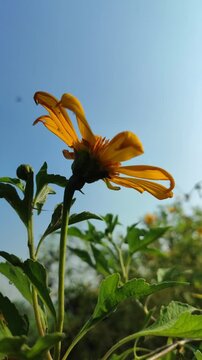 Tithonia diversifolia blooming with bright yellow flowers, showcasing the beauty of a tropical wild flowering plant in natural surroundings.