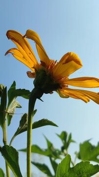 Tithonia diversifolia blooming with bright yellow flowers, showcasing the beauty of a tropical wild flowering plant in natural surroundings.