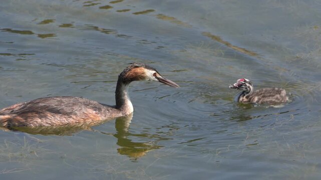 Great Crested Grebe (Podiceps critstatus) adult feeding a small fish to a chick. July, Kent, UK. [Slow motion x4]