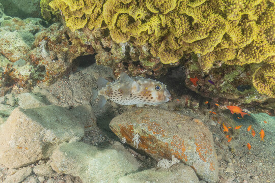 Coral reef and water plants in the Red Sea, Eilat, Israel
