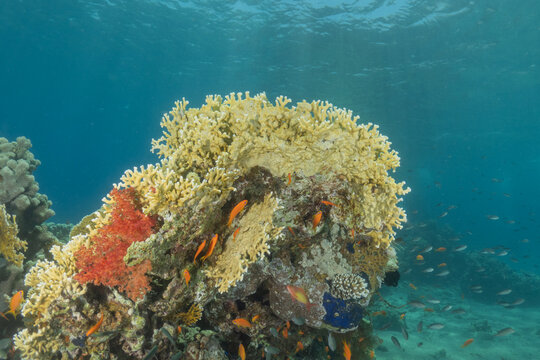 Coral reef and water plants in the Red Sea, Eilat, Israel
