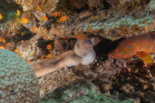 Moray eel Mooray lycodontis undulatus in the Red Sea, Eilat Israel
