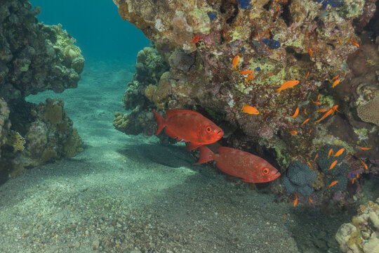 Fish swimming in the Red Sea, colorful fish, Eilat, Israel

