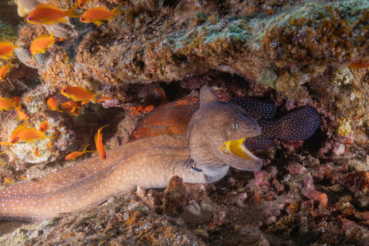 Moray eel Mooray lycodontis undulatus in the Red Sea, Eilat Israel
