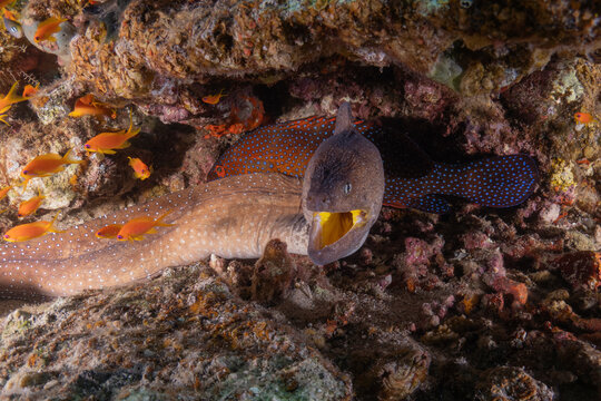 Moray eel Mooray lycodontis undulatus in the Red Sea, Eilat Israel
