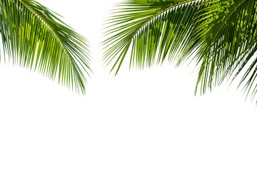 Obraz premium Tropical Palm Leaves Top Border Frame Cutout