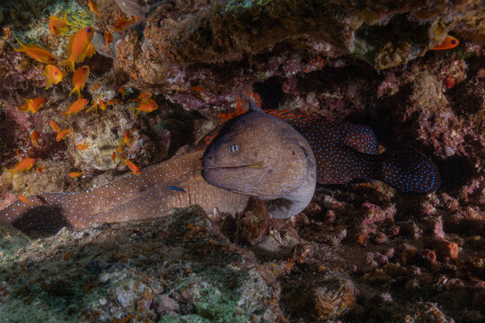 Moray eel Mooray lycodontis undulatus in the Red Sea, Eilat Israel
