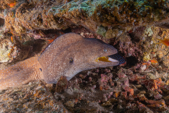 Moray eel Mooray lycodontis undulatus in the Red Sea, Eilat Israel
