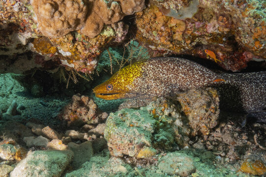 Moray eel Mooray lycodontis undulatus in the Red Sea, Eilat Israel
