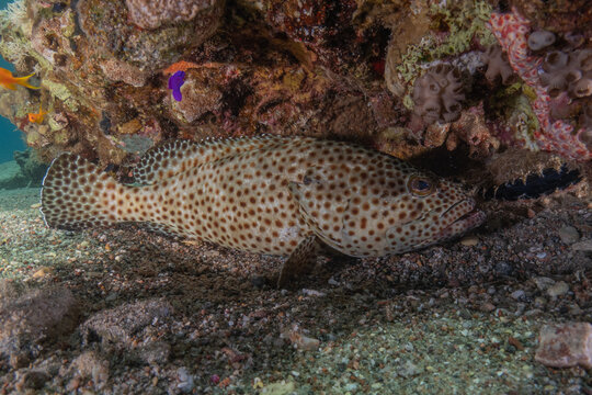 Fish swimming in the Red Sea, colorful fish, Eilat, Israel
