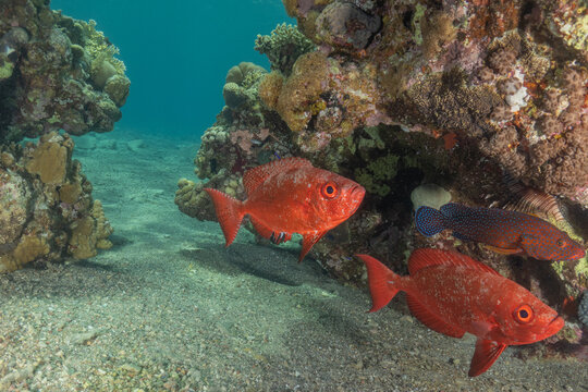Fish swimming in the Red Sea, colorful fish, Eilat, Israel

