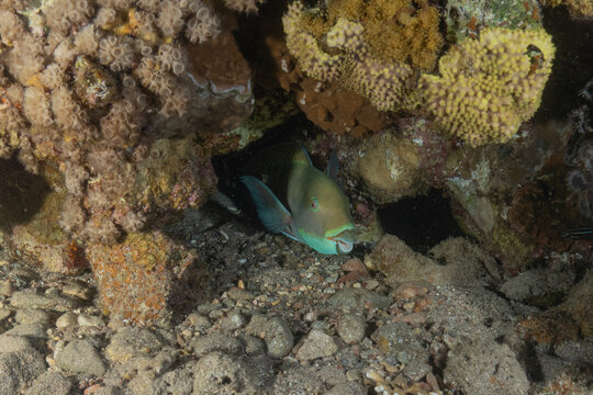 Fish swimming in the Red Sea, colorful fish, Eilat, Israel
