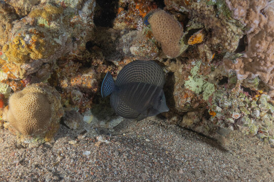 Fish swimming in the Red Sea, colorful fish, Eilat, Israel
