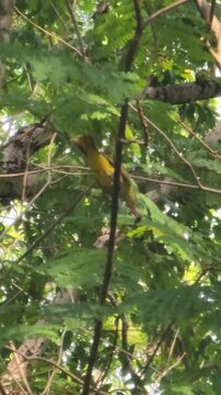 Black-naped oriole bashing prey against tree branch to soften food in natural habitat.