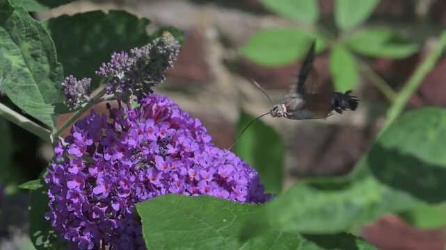 Hummingbird Hawk-Moth (Macroglossum stellatarum) rather scruffy individual with missing hair feeding on buddleia flowers. July, Kent, UK [Slow motion x10]