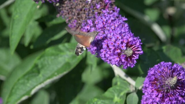 Hummingbird Hawk-Moth (Macroglossum stellatarum) feeding on buddleia flowers. July, Kent, UK [Slow motion x10]