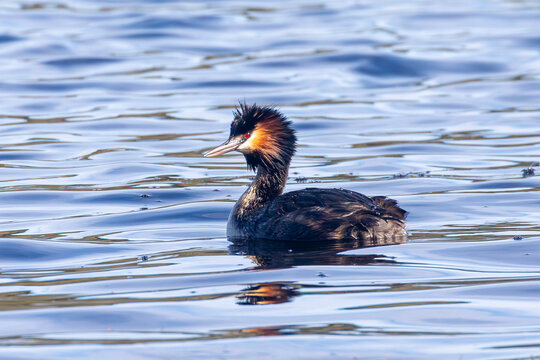 Great Crested Grebe (Podiceps cristatus) Touws River, Wilderness, Western Cape, South Africa