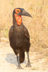 Southern Ground Hornbill (Bucorvus leadbeateri) adult at sunset, Kruger National Park, Limpopo, South Africa. IUCN Red List Vulnerable © gozzoli