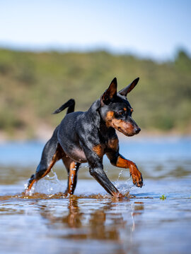 Mini Pinscher Playing and Cooling Down in a River During a Record European Heatwave